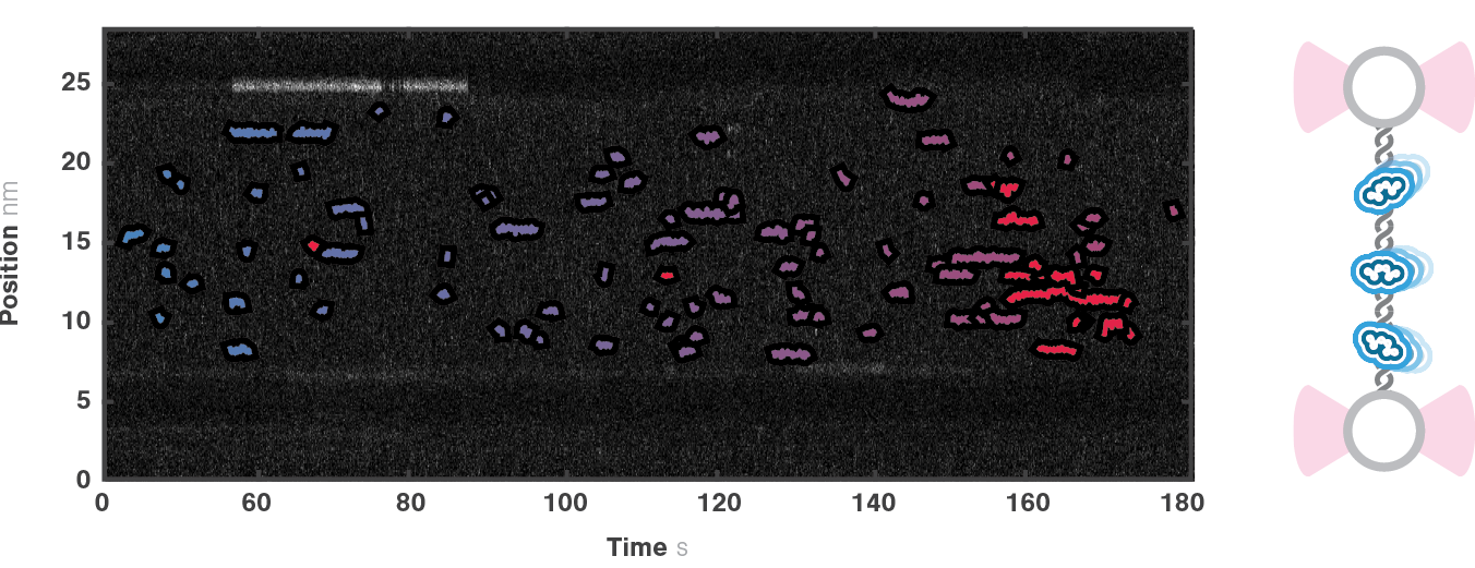 Optical Tweezers-Fluorescence Microscopy Workshop at the