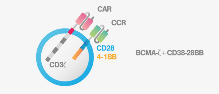 BMCA-CD28-28BB