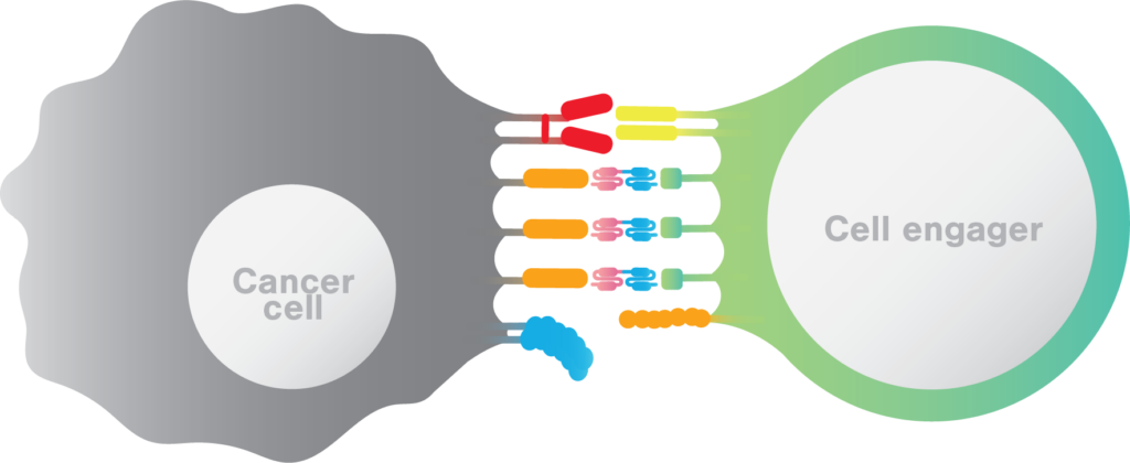 Evaluate The Avidity Of T Cells Engaged By Cell Engagers - LUMICKS