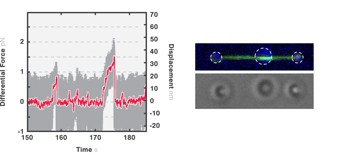 Cytoskeletal Motor Dynamics Optical Tweezers Fluorescence Microscopy