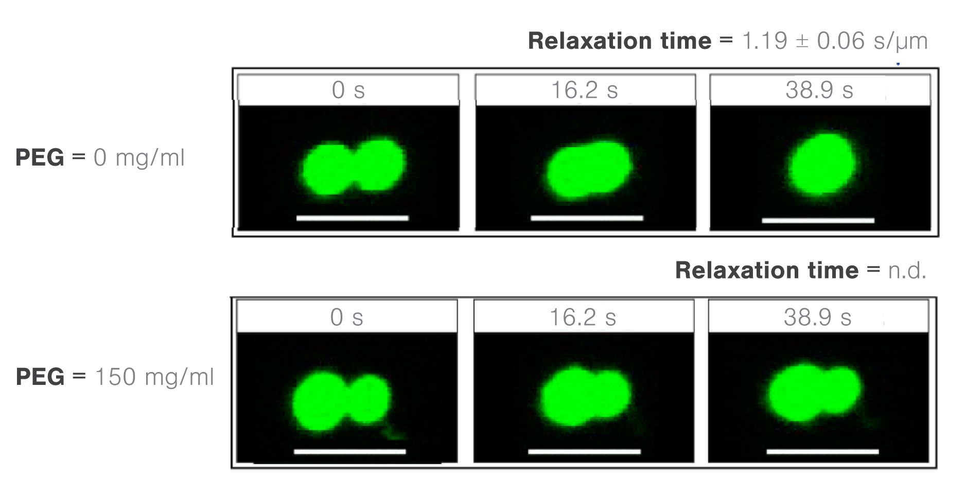 Images showing timelapses of FUS droplet fusion as a function of PEG8000 modecular croder concentrations v2