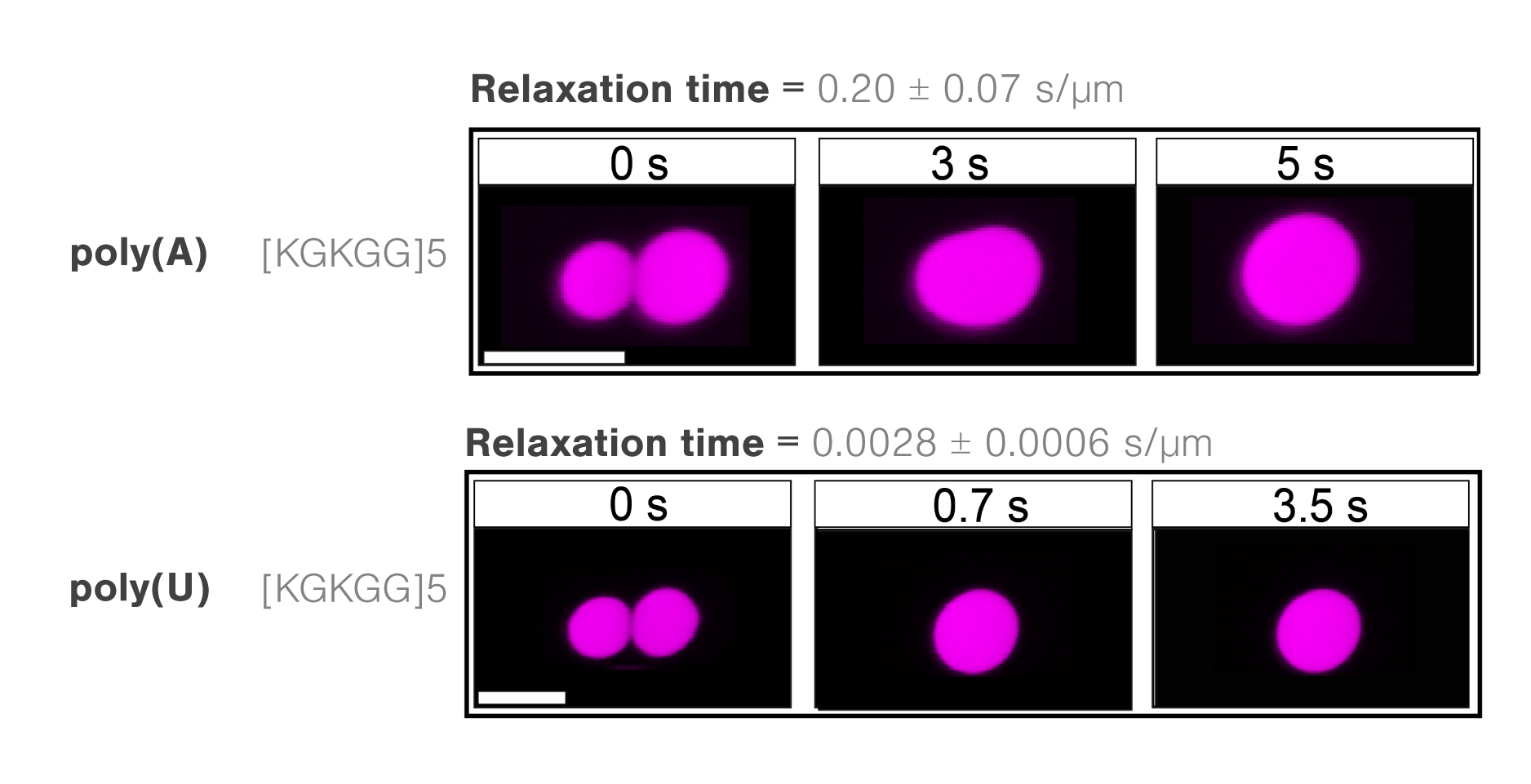 Timelapse images comparing times to relaxation of different RNA RNP complexes during optical trap induced droplet fusion v2