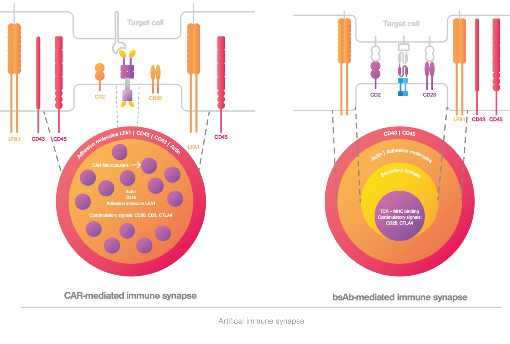 What Is The Immune Synapse And Why Is It Important - LUMICKS