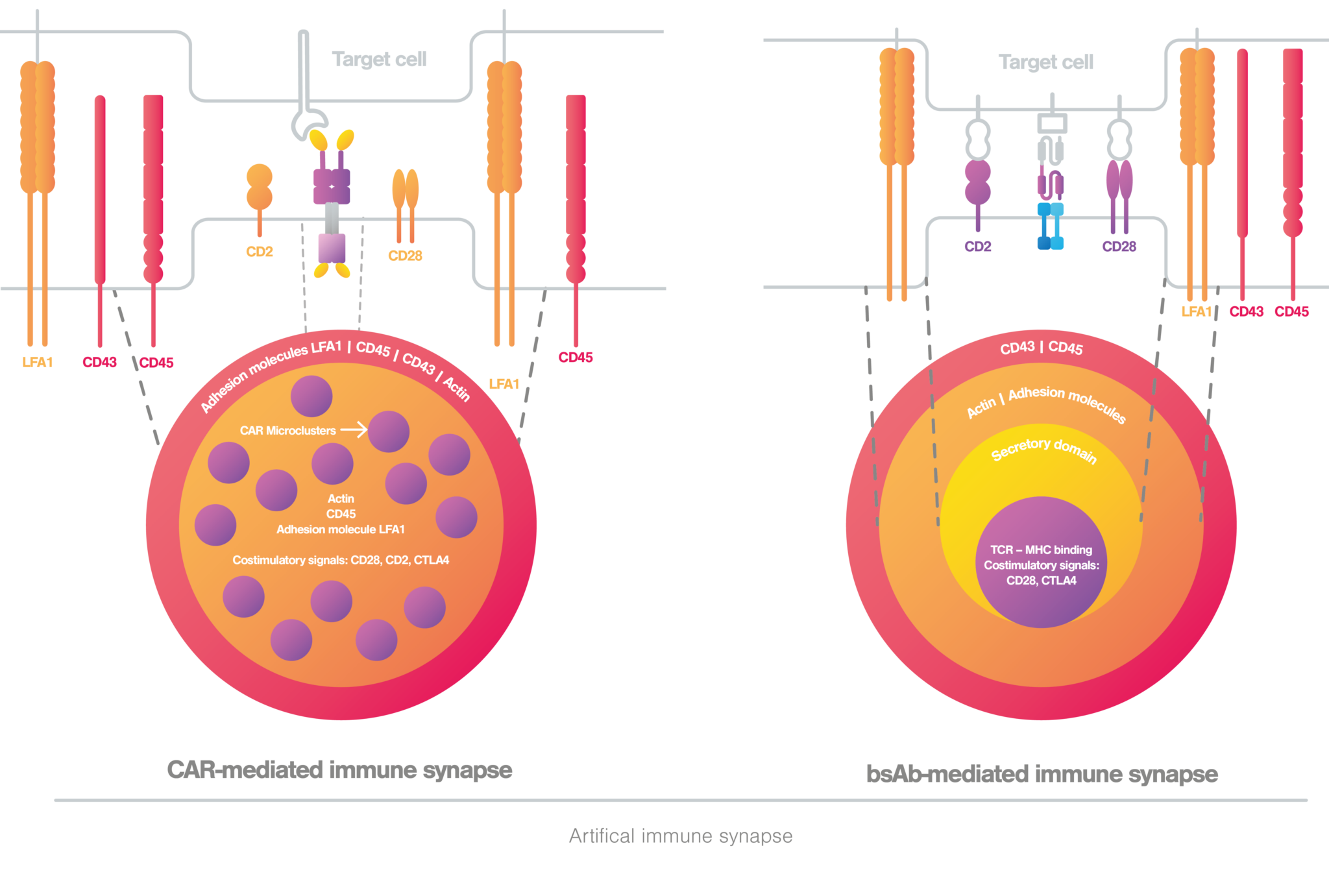 What Is The Immune Synapse And Why Is It Important - LUMICKS