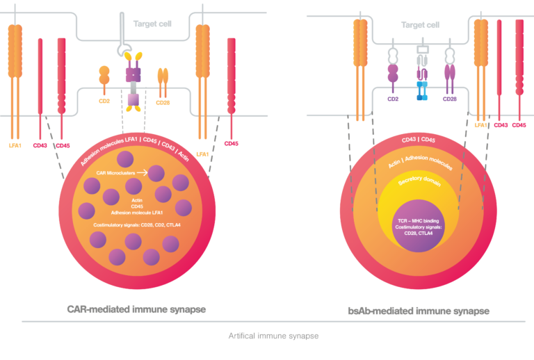 What Is The Immune Synapse And Why Is It Important - LUMICKS