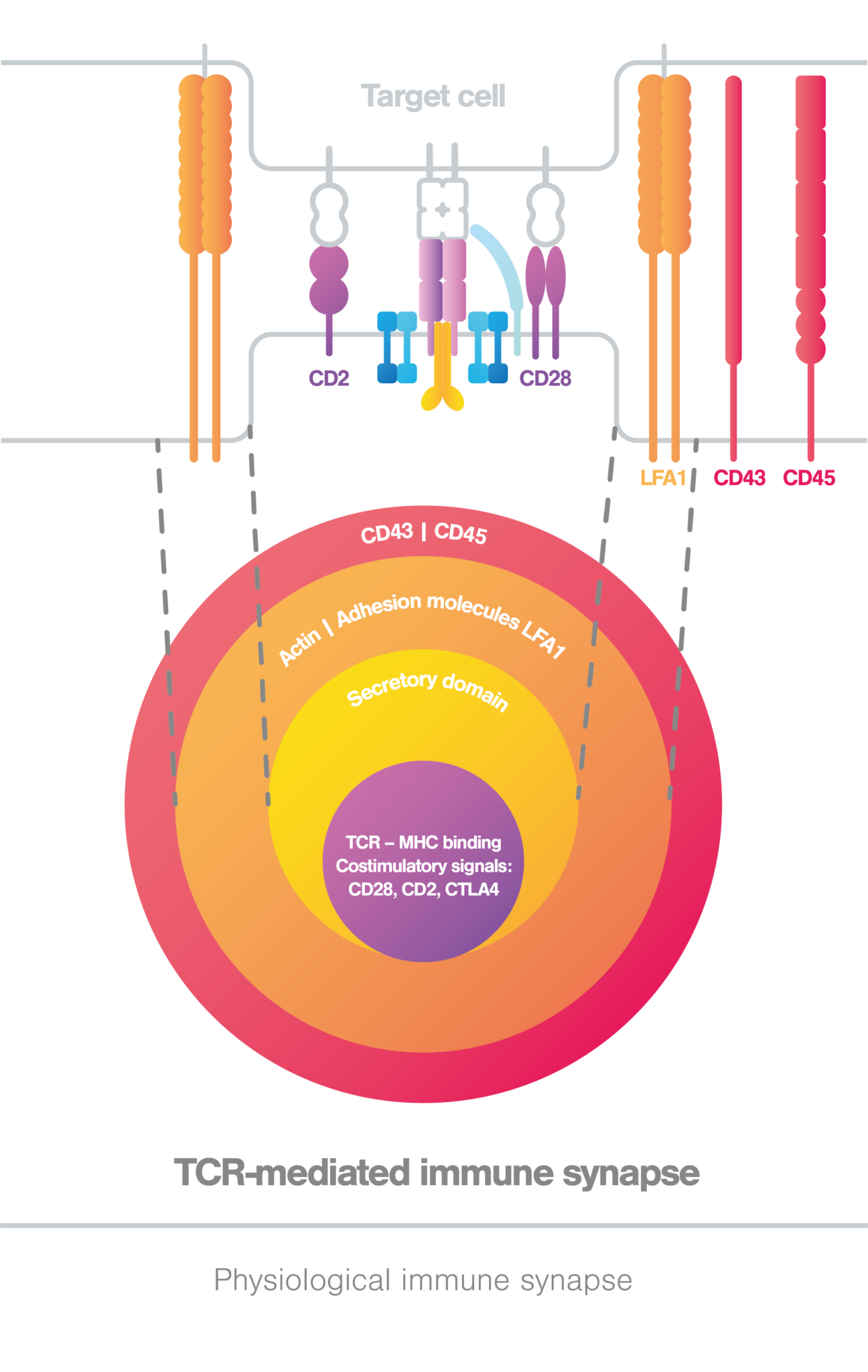 What Is The Immune Synapse And Why Is It Important Lumicks 7458