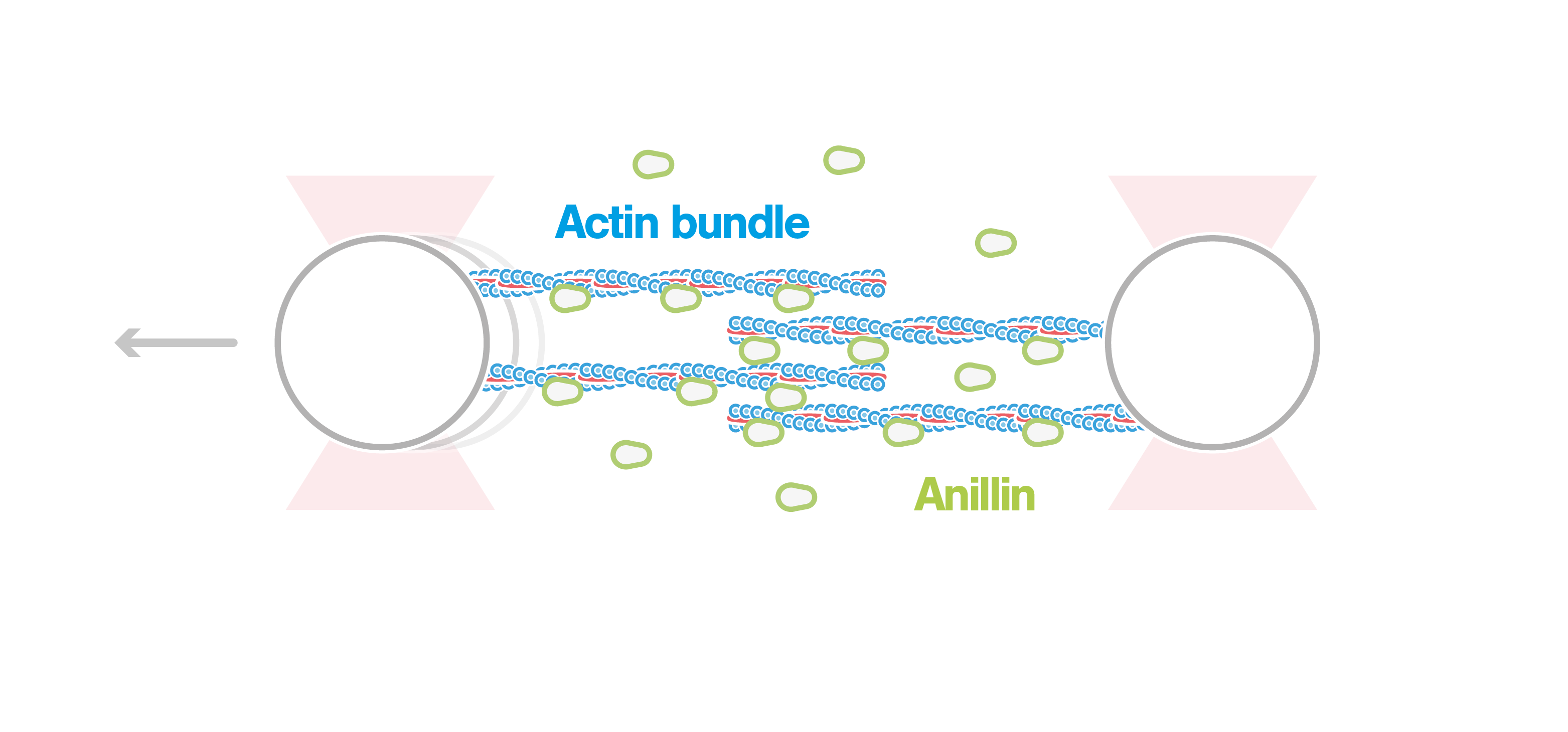 C Trap Uncovers Autonomous Force Generation Of Anillin Contracting Actin Filaments Lumicks