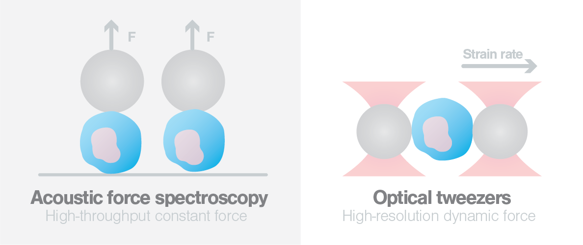 iScience_monocyte mechanics_Alireza-Mashaghi_optical tweezers_acoustic force spectroscopy