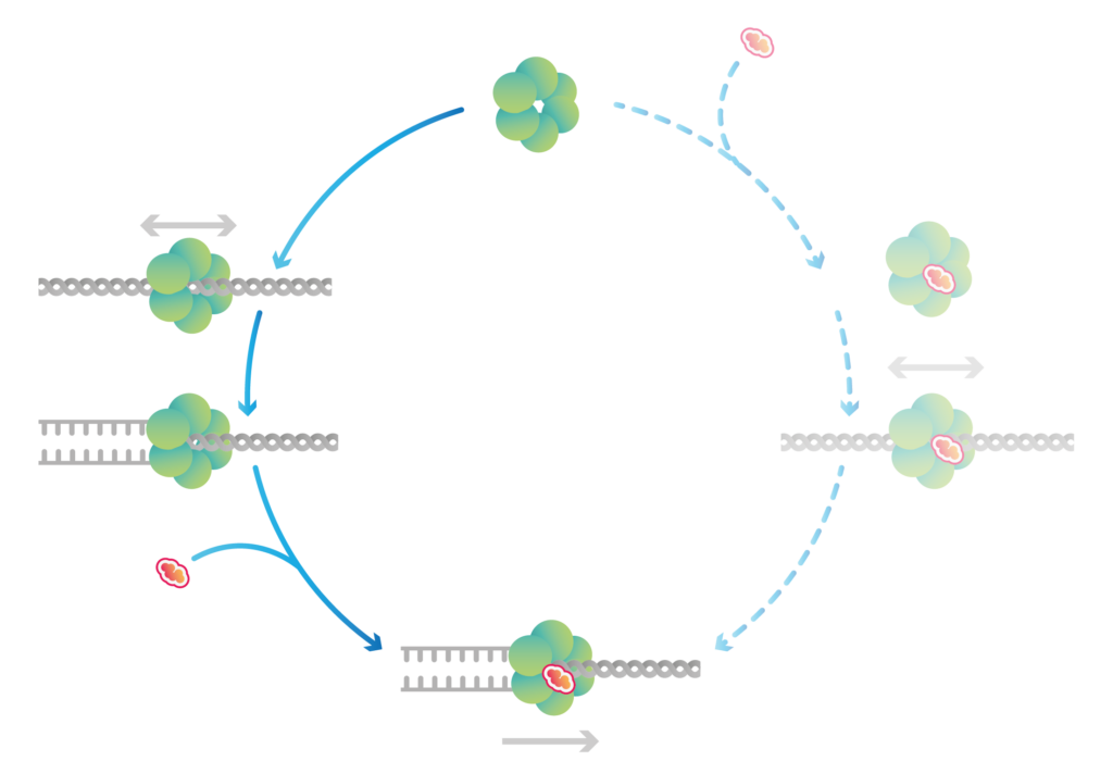 LUMICKS at ASCB Cell Bio 2022 LUMICKS