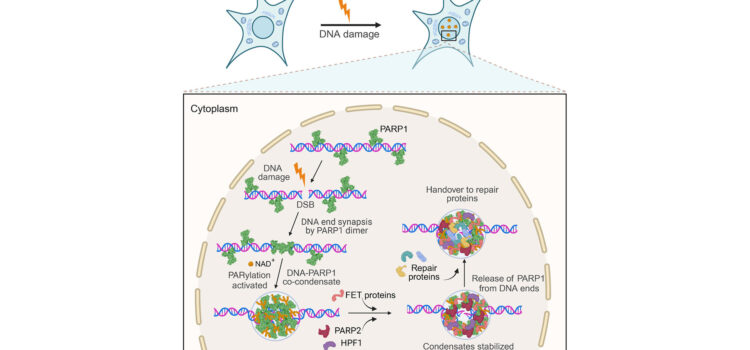 DNA repair pathwya via PARP1-DNA co-condensation