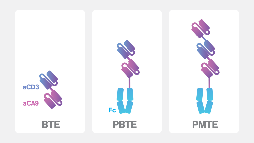 Graphic of the three BTE formats compared in this study. One: the single-chain "BTE" contains an aCA9 part (bottom), targeting CA9, overexpressed in almost all renal cell carcinomas, and an aCD3 part (top), commonly used to target T cells. The two parts are linked by GS linkers. Two: a second-generation format "PBTE" which reintroduces an Fc domain at the "bottom". Three: the "PMTE" format keeps the Fc domain, the aCA9 part and the aCD3 part and adds to the "top" another aCA9 part.